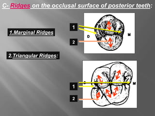 C- Ridges on the occlusal surface of posterior teeth:
1.Marginal Ridges
2.Triangular Ridges:
1
2
1
2
 