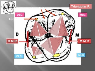Triangular R.
Cusp Tip
M M R
D M R
Cusp Ridges
MBC
MLC
DLC
DBC
 