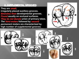 They are small,
irregularly placed auxillary grooves.
Branches from developmental grooves.
Found usually on occlusal surfaces.
They do not denote union of primary lobes.
The third molars followed by second
permanent molars are characterized by
high number of supplemental grooves.
2- SUPPLEMENTAL GROOVES:
_
6
6
_
7
8
_
8
7
 