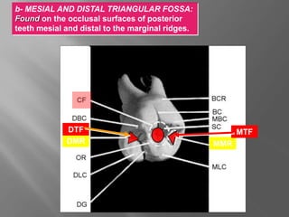 b- MESIAL AND DISTAL TRIANGULAR FOSSA:
Found on the occlusal surfaces of posterior
teeth mesial and distal to the marginal ridges.
DMR MMR
MTF
DTF
 
