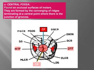c- CENTRAL FOSSA:
Found on occlusal surfaces of molars.
They are formed by the converging of ridges
terminating at a central point where there is the
junction of grooves.
CF
CP
 