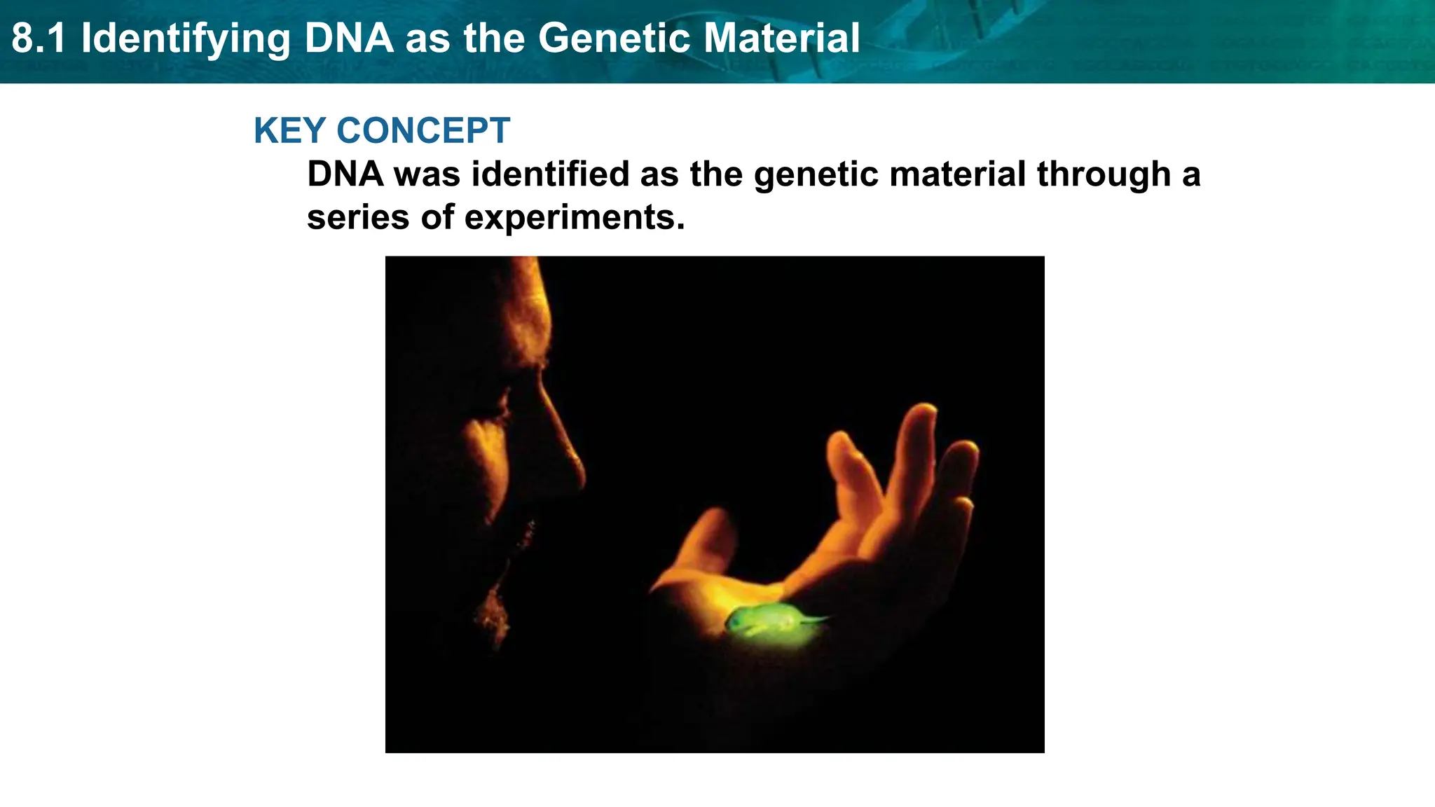 8.1 Identifying DNA as the Genetic Material
KEY CONCEPT
DNA was identified as the genetic material through a
series of experiments.
 