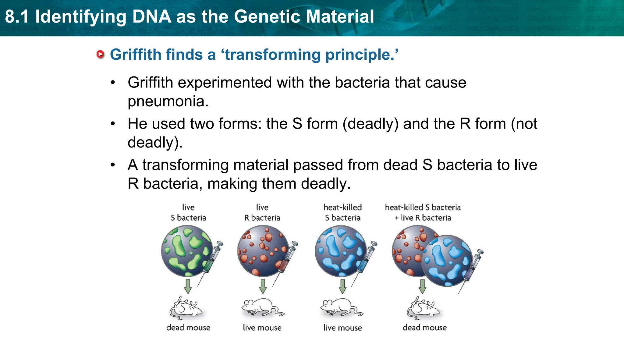 8.1 Identifying DNA as the Genetic Material
Griffith finds a ‘transforming principle.’
• Griffith experimented with the bacteria that cause
pneumonia.
• He used two forms: the S form (deadly) and the R form (not
deadly).
• A transforming material passed from dead S bacteria to live
R bacteria, making them deadly.
 