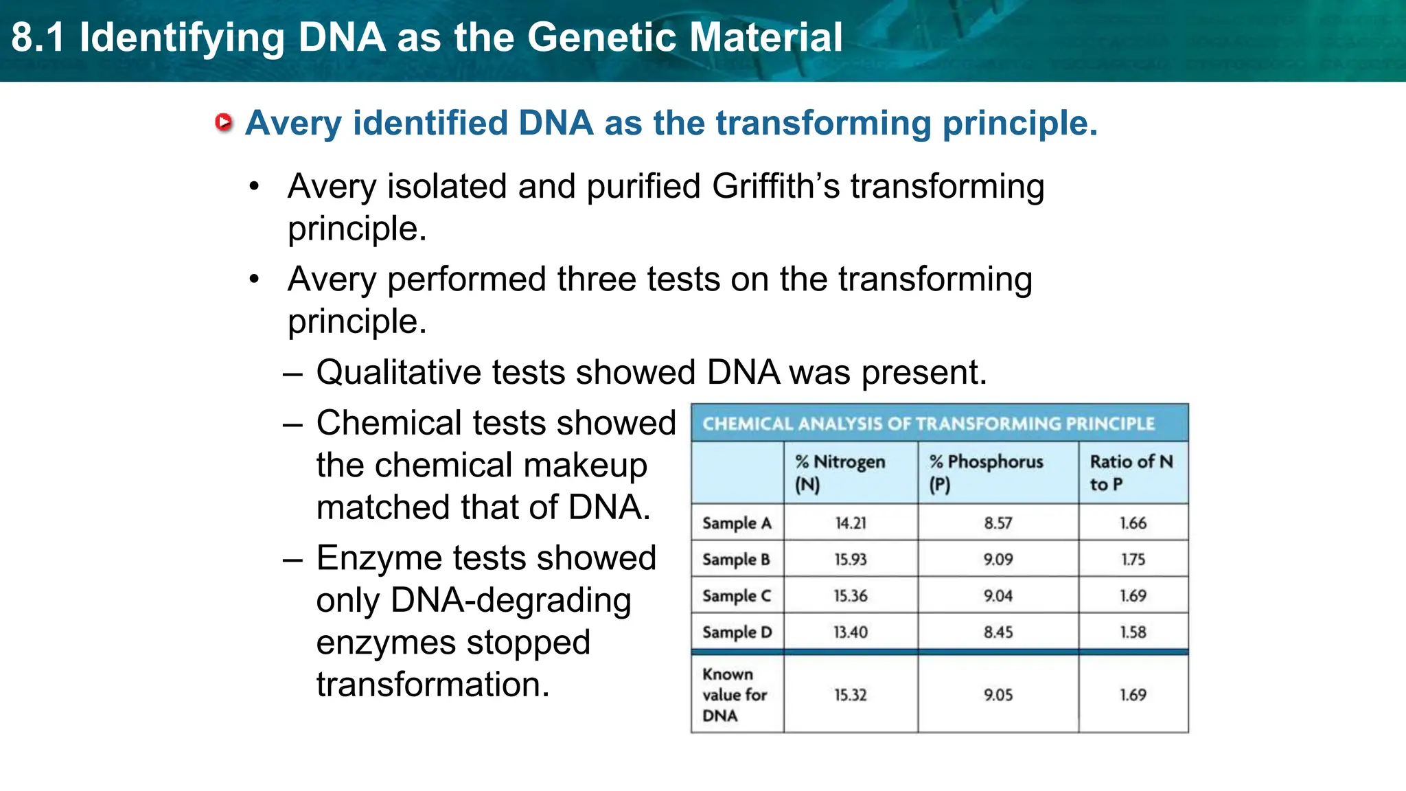 8.1 Identifying DNA as the Genetic Material
Avery identified DNA as the transforming principle.
• Avery isolated and purified Griffith’s transforming
principle.
• Avery performed three tests on the transforming
principle.
– Qualitative tests showed DNA was present.
– Chemical tests showed
the chemical makeup
matched that of DNA.
– Enzyme tests showed
only DNA-degrading
enzymes stopped
transformation.
 