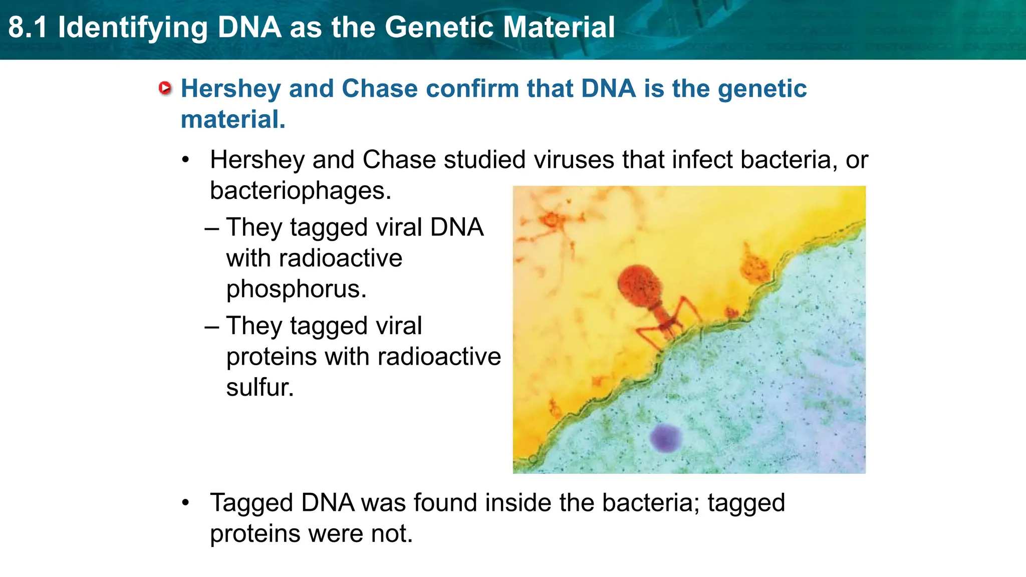8.1 Identifying DNA as the Genetic Material
Hershey and Chase confirm that DNA is the genetic
material.
• Hershey and Chase studied viruses that infect bacteria, or
bacteriophages.
• Tagged DNA was found inside the bacteria; tagged
proteins were not.
– They tagged viral DNA
with radioactive
phosphorus.
– They tagged viral
proteins with radioactive
sulfur.
 
