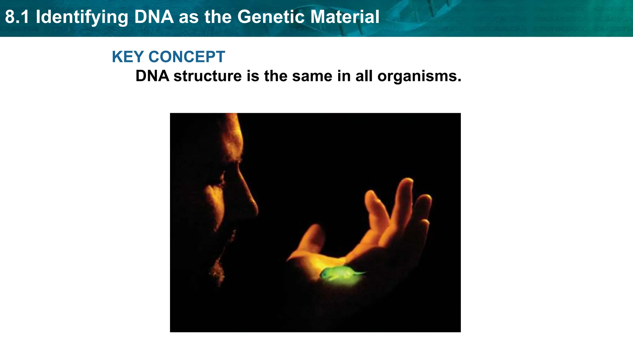 8.1 Identifying DNA as the Genetic Material
KEY CONCEPT
DNA structure is the same in all organisms.
 