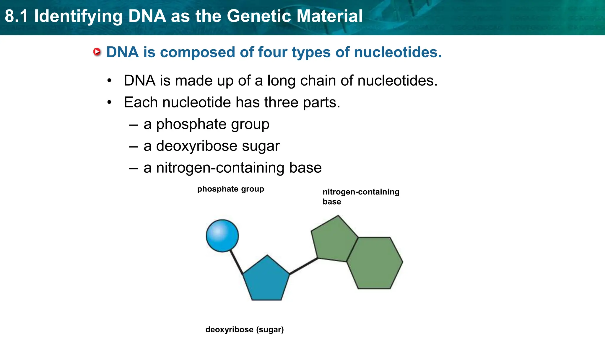 8.1 Identifying DNA as the Genetic Material
DNA is composed of four types of nucleotides.
• DNA is made up of a long chain of nucleotides.
• Each nucleotide has three parts.
– a phosphate group
– a deoxyribose sugar
– a nitrogen-containing base
phosphate group
deoxyribose (sugar)
nitrogen-containing
base
 