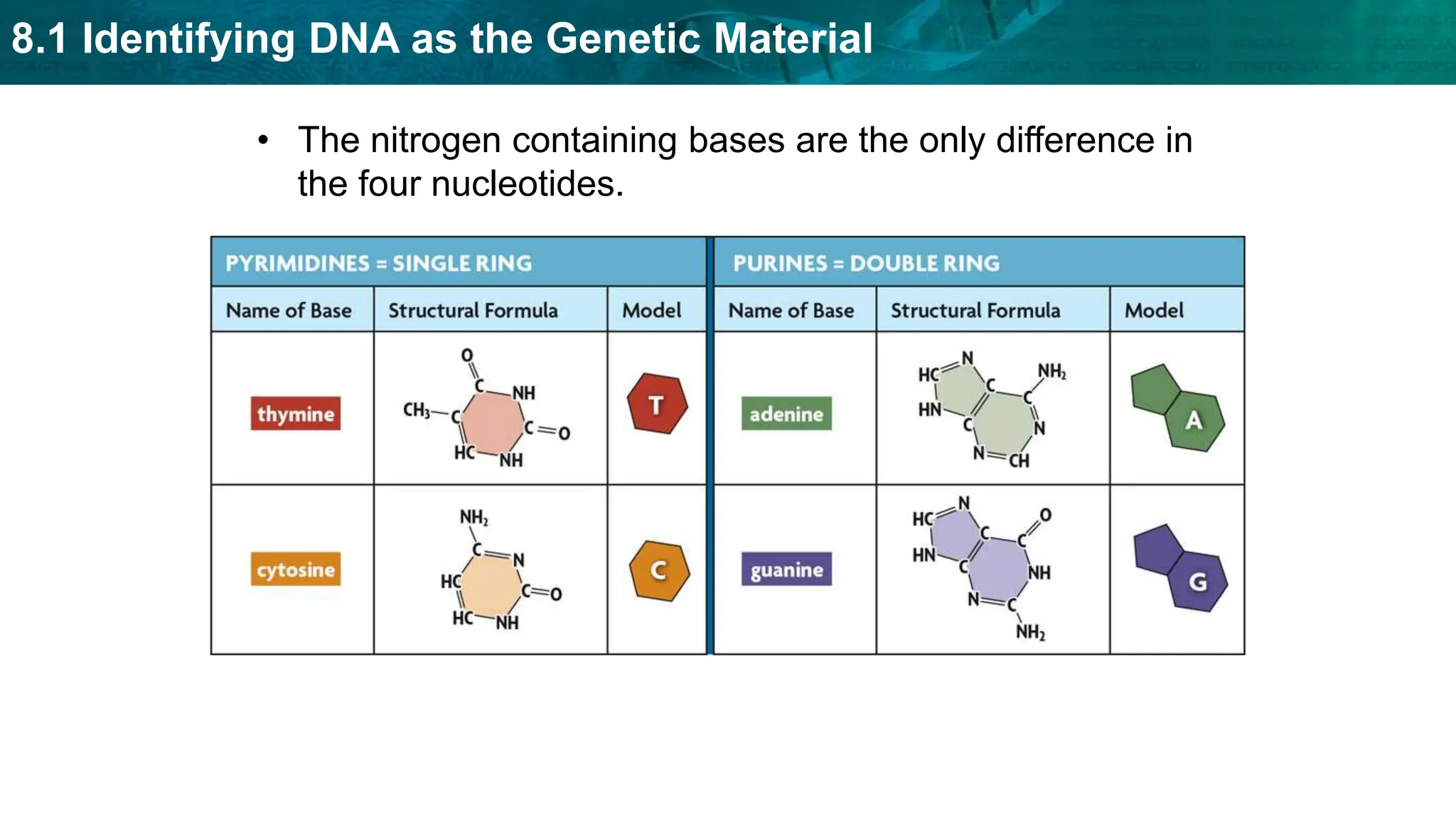 8.1 Identifying DNA as the Genetic Material
• The nitrogen containing bases are the only difference in
the four nucleotides.
 