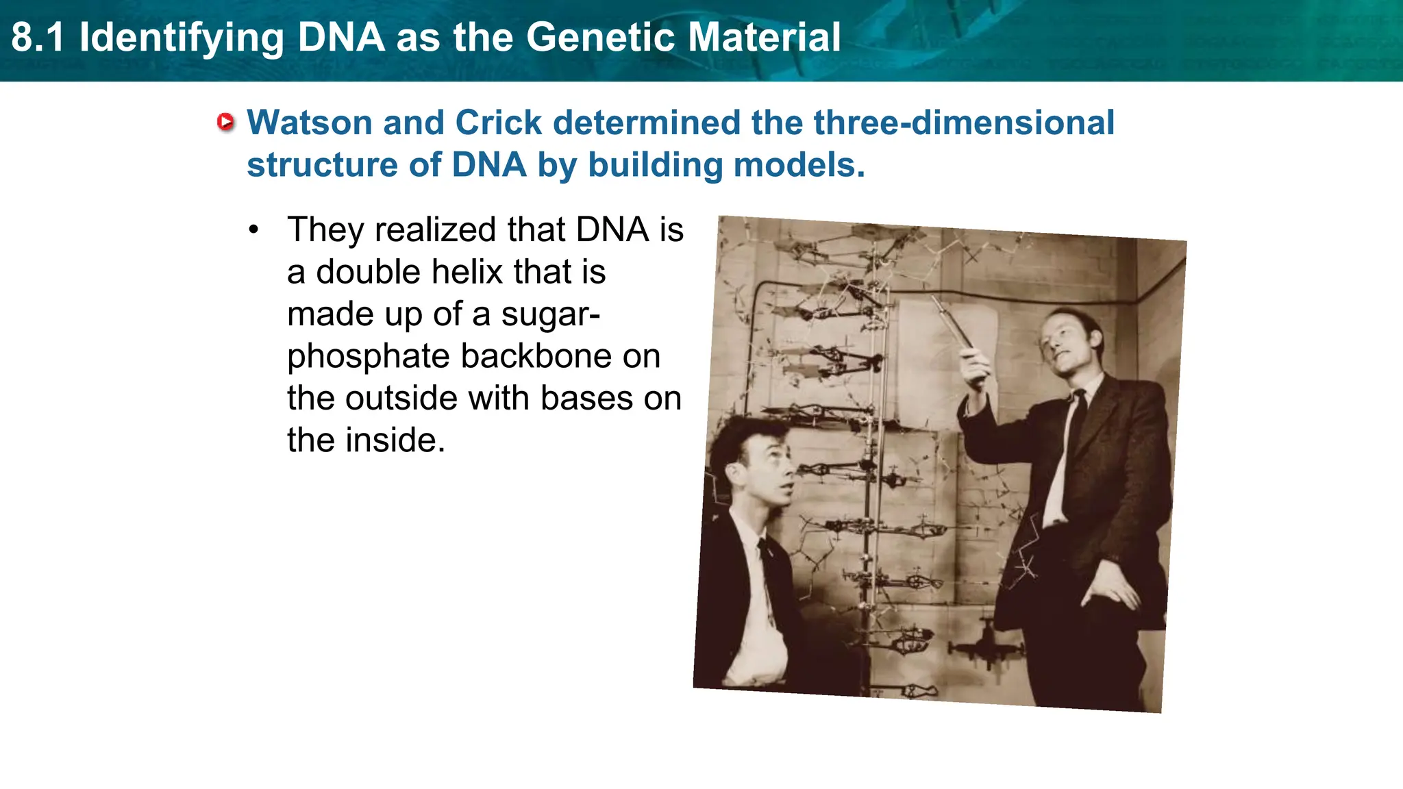 8.1 Identifying DNA as the Genetic Material
Watson and Crick determined the three-dimensional
structure of DNA by building models.
• They realized that DNA is
a double helix that is
made up of a sugar-
phosphate backbone on
the outside with bases on
the inside.
 