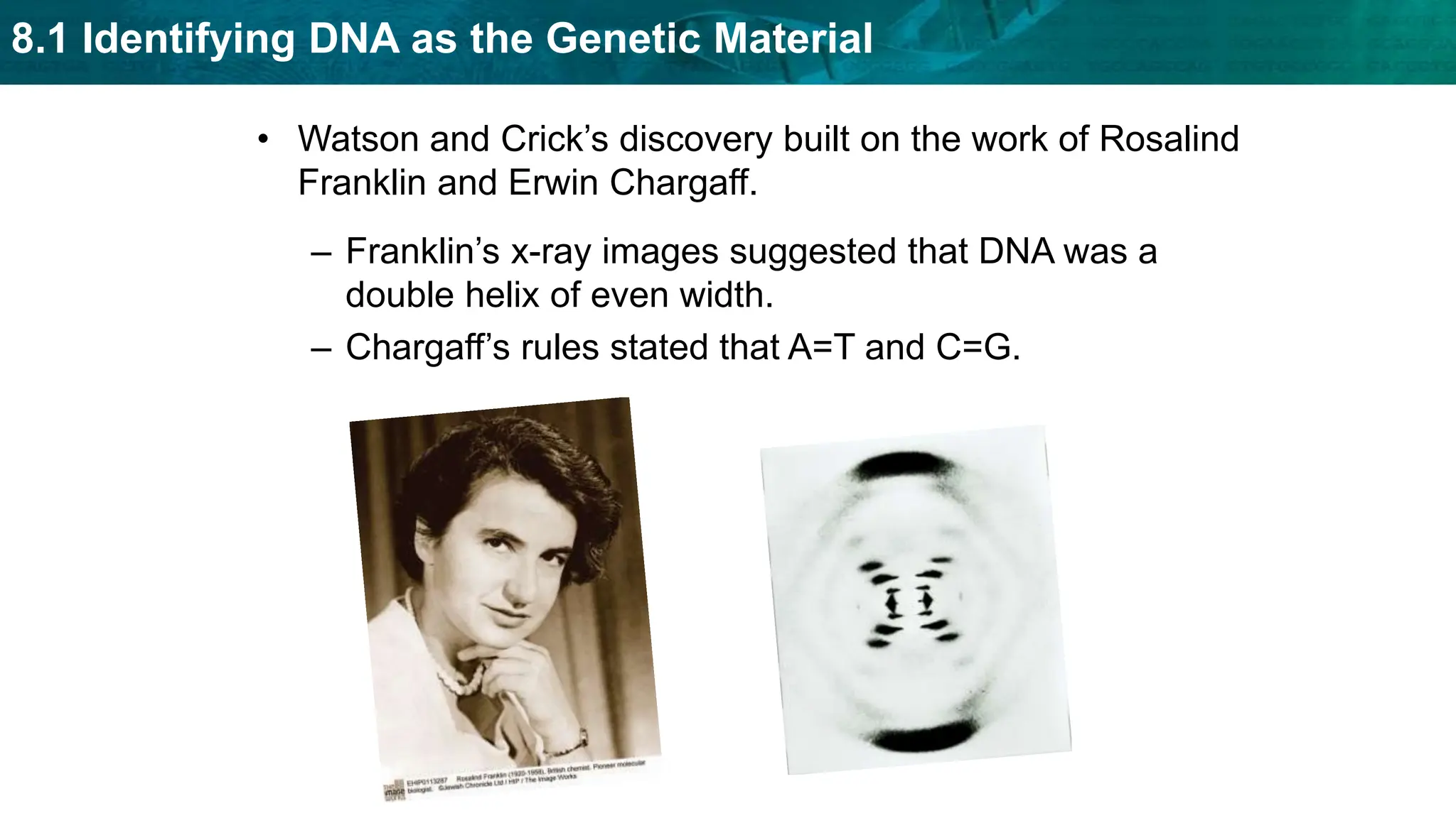 8.1 Identifying DNA as the Genetic Material
• Watson and Crick’s discovery built on the work of Rosalind
Franklin and Erwin Chargaff.
– Franklin’s x-ray images suggested that DNA was a
double helix of even width.
– Chargaff’s rules stated that A=T and C=G.
 