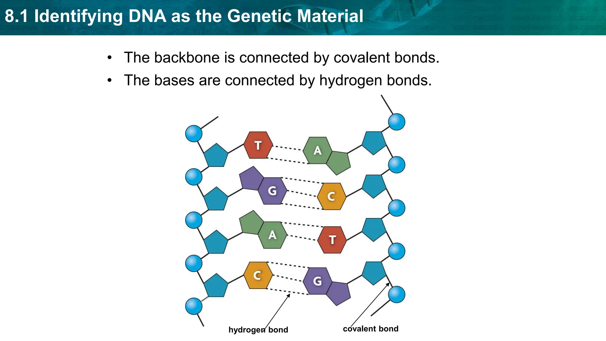 8.1 Identifying DNA as the Genetic Material
• The backbone is connected by covalent bonds.
hydrogen bond covalent bond
• The bases are connected by hydrogen bonds.
 