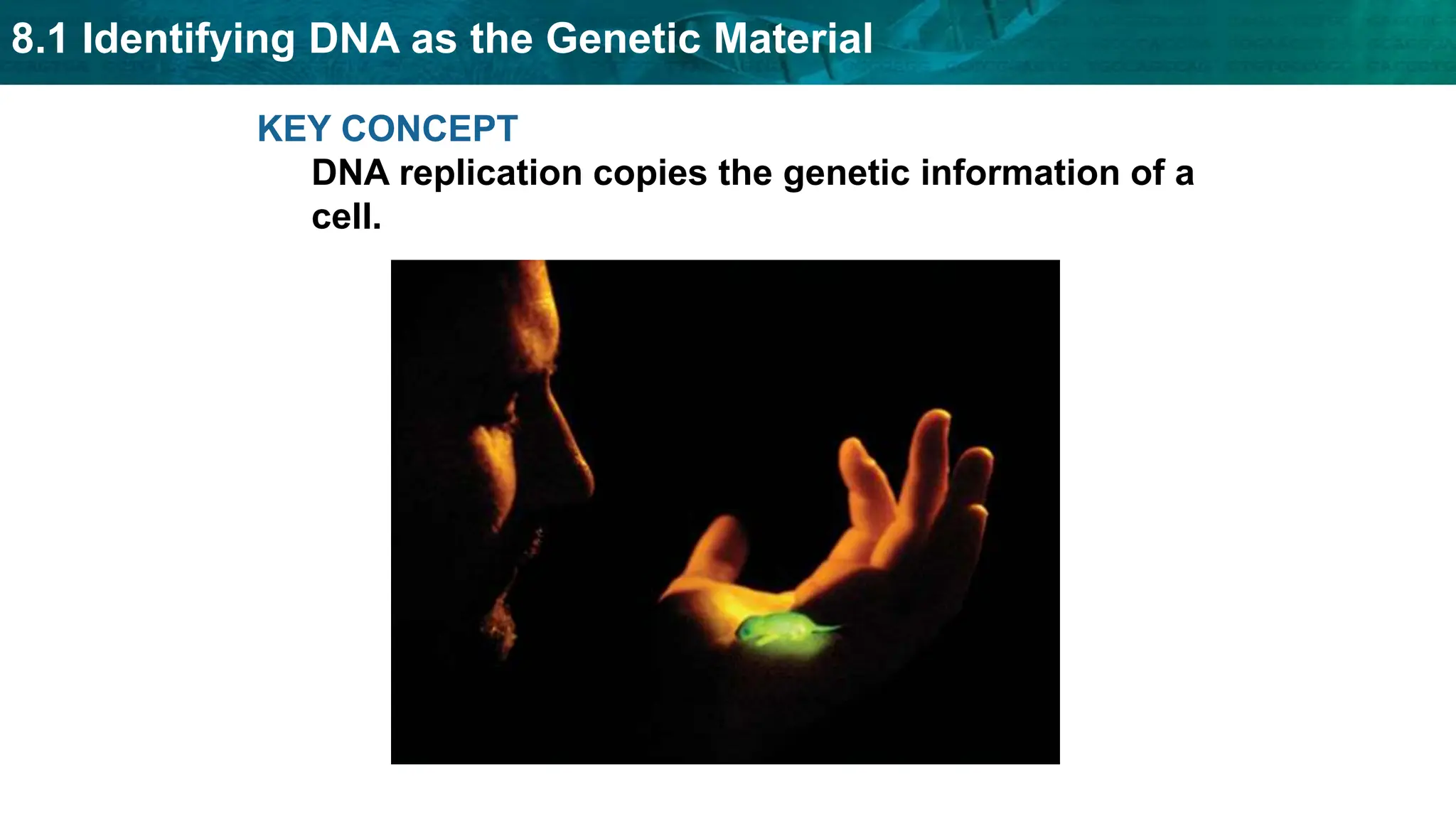 8.1 Identifying DNA as the Genetic Material
KEY CONCEPT
DNA replication copies the genetic information of a
cell.
 