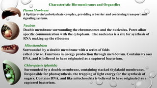 Characteristic Bio-membranes and Organelles
Mitochondrion
Surrounded by a double membrane with a series of folds
called cristae. Functions in energy production through metabolism. Contains its own
DNA, and is believed to have originated as a captured bacterium.
Plasma Membrane
A lipid/protein/carbohydrate complex, providing a barrier and containing transport and
signaling systems.
Nucleus
Double membrane surrounding the chromosomes and the nucleolus. Pores allow
specific communication with the cytoplasm. The nucleolus is a site for synthesis of
RNA making up the ribosome
Chloroplasts (plastids)
Surrounded by a double membrane, containing stacked thylakoid membranes.
Responsible for photosynthesis, the trapping of light energy for the synthesis of
sugars. Contains DNA, and like mitochondria is believed to have originated as a
captured bacterium.
 