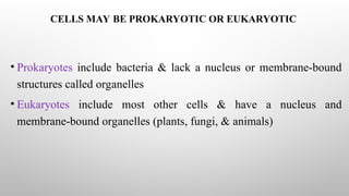 CELLS MAY BE PROKARYOTIC OR EUKARYOTIC
• Prokaryotes include bacteria & lack a nucleus or membrane-bound
structures called organelles
• Eukaryotes include most other cells & have a nucleus and
membrane-bound organelles (plants, fungi, & animals)
 