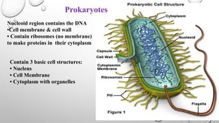 Nucleoid region contains the DNA
•Cell membrane & cell wall
• Contain ribosomes (no membrane)
to make proteins in their cytoplasm
Contain 3 basic cell structures:
• Nucleus
• Cell Membrane
• Cytoplasm with organelles
Prokaryotes
 