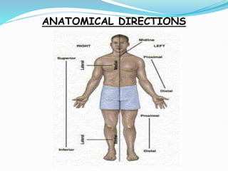 Human Skeleton Direction Comprehensive Overview of Human Skeletal System and Anatomical ...