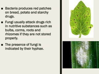 ■ Bacteria produces red patches
on bread, potato and starchy
drugs.
■ Fungi usually attack drugs rich
in nutritive substances such as
bulbs, corms, roots and
rhizomes if they are not stored
properly.
■ The presence of fungi is
indicated by their hyphae.
 