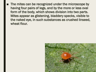 ■ The mites can be recognized under the microscope by
having four pairs of legs, and by the more or less oval
form of the body, which shows division into two parts.
Mites appear as glistening, bladdery specks, visible to
the naked eye, in such substances as crushed linseed,
wheat flour.
 
