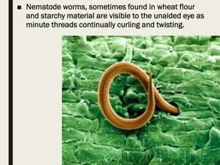 ■ Nematode worms, sometimes found in wheat flour
and starchy material are visible to the unaided eye as
minute threads continually curling and twisting.
 