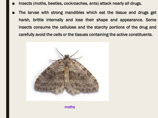 ■ Insects (moths, beetles, cockroaches, ants) attack nearly all drugs.
■ The larvae with strong mandibles which eat the tissue and drugs get
harsh, brittle internally and lose their shape and appearance. Some
insects consume the cellulose and the starchy portions of the drug and
carefully avoid the cells or the tissues containing the active constituents.
moths
 