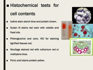 ■ Histochemical tests for
cell contents
■ Iodine stain starch blue and protein brown.
■ Sudan III stains red color with volatile and
fixed oils.
■ Phloroglucinol and conc. HCl for staining
lignified tissues red.
■ Mucilage stained red with ruthenium red or
methylene blue.
■ Picric acid stains protein yellow.
 