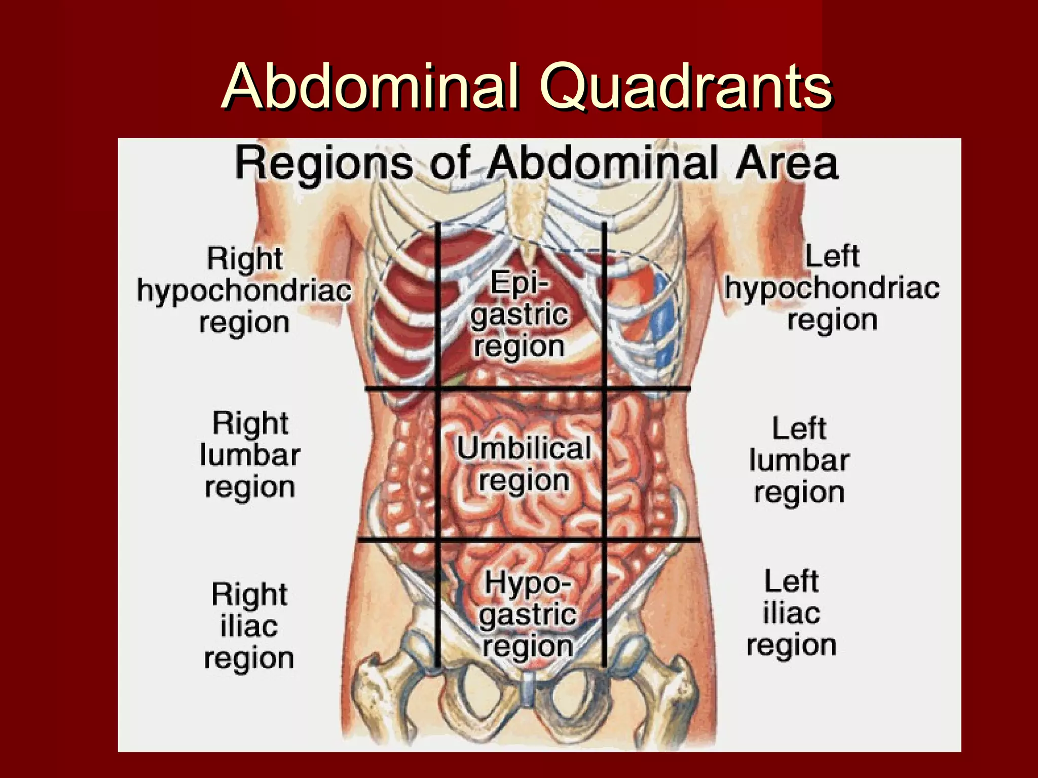 Introduction abdomen-dr.gosai | PPT, image size:2048x1536