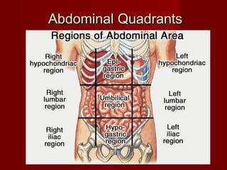 Abdominal QuadrantsAbdominal Quadrants
 