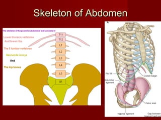 Skeleton of AbdomenSkeleton of Abdomen
 