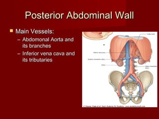 Posterior Abdominal WallPosterior Abdominal Wall
 Main Vessels:Main Vessels:
– Abdomonal Aorta andAbdomonal Aorta and
its branchesits branches
– Inferior vena cava andInferior vena cava and
its tributariesits tributaries
 