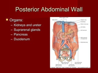 Posterior Abdominal WallPosterior Abdominal Wall
 Organs:Organs:
– Kidneys and ureterKidneys and ureter
– Suprarenal glandsSuprarenal glands
– PancreasPancreas
– DuodenumDuodenum
 