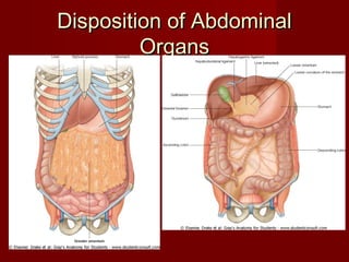 Disposition of AbdominalDisposition of Abdominal
OrgansOrgans
 