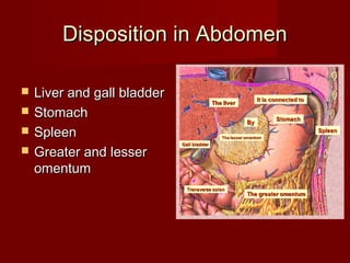 Disposition in AbdomenDisposition in Abdomen
 Liver and gall bladderLiver and gall bladder
 StomachStomach
 SpleenSpleen
 Greater and lesserGreater and lesser
omentumomentum
 