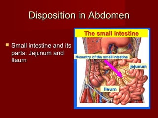 Disposition in AbdomenDisposition in Abdomen
 Small intestine and itsSmall intestine and its
parts: Jejunum andparts: Jejunum and
IleumIleum
 