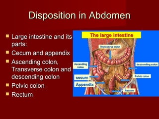 Disposition in AbdomenDisposition in Abdomen
 Large intestine and itsLarge intestine and its
parts:parts:
 Cecum and appendixCecum and appendix
 Ascending colon,Ascending colon,
Transverse colon andTransverse colon and
descending colondescending colon
 Pelvic colonPelvic colon
 RectumRectum
 