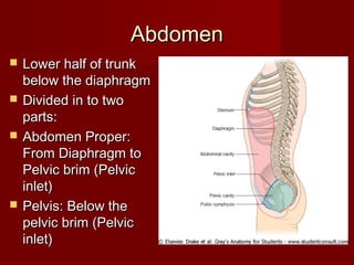 AbdomenAbdomen
 Lower half of trunkLower half of trunk
below the diaphragmbelow the diaphragm
 Divided in to twoDivided in to two
parts:parts:
 Abdomen Proper:Abdomen Proper:
From Diaphragm toFrom Diaphragm to
Pelvic brim (PelvicPelvic brim (Pelvic
inlet)inlet)
 Pelvis: Below thePelvis: Below the
pelvic brim (Pelvicpelvic brim (Pelvic
inlet)inlet)
 