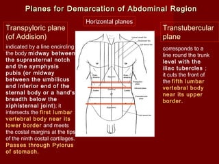 Planes for Demarcation of Abdominal RegionPlanes for Demarcation of Abdominal Region
indicated by a line encircling
the body midway between
the suprasternal notch
and the symphysis
pubis (or midway
between the umbilicus
and inferior end of the
sternal body or a hand's
breadth below the
xiphisternal joint); it
intersects the first lumbar
vertebral body near its
lower border and meets
the costal margins at the tips
of the ninth costal cartilages.
Passes through Pylorus
of stomach.
corresponds to a
line round the trunk
level with the
iliac tubercles ;
it cuts the front of
the fifth lumbar
vertebral body
near its upper
border.
Horizontal planes
Transtubercular
plane
Transpyloric plane
(of Addision)
 