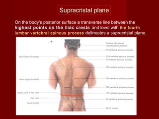 On the body's posterior surface a transverse line between the
highest points on the iliac crests and level with the fourth
lumbar vertebral spinous process delineates a supracristal plane.
Supracristal plane
 