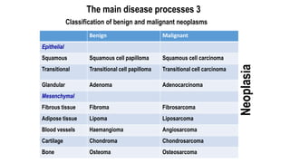 The main disease processes 3
Neoplasia
Benign Malignant
Epithelial
Squamous Squamous cell papilloma Squamous cell carcinom...