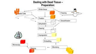 Dealing with Dead Tissue –
Preparation:
Whole tissue
Fixation
Dehydration
Clearing
Isolated Cells Freezing
Decalcification...