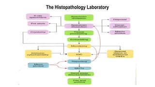 The Histopathology Laboratory
 