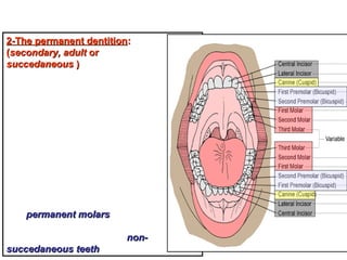 Introduction dental anatomy | PPT