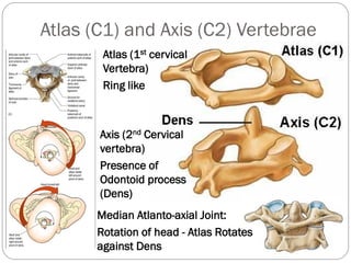 Introduction human movement apparatus-Dr.B.B.Gosai | PDF