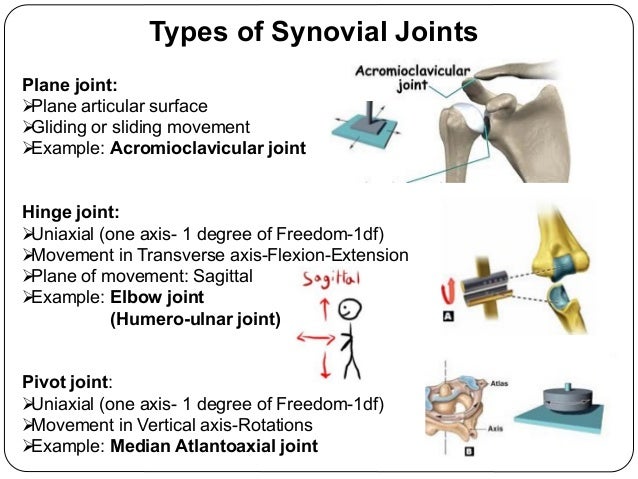 Synovial Joints 18 Synovial Joints 18