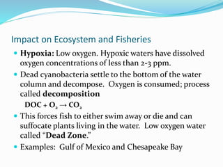 Impact on Ecosystem and Fisheries
 Hypoxia: Low oxygen. Hypoxic waters have dissolved
oxygen concentrations of less than 2-3 ppm.
 Dead cyanobacteria settle to the bottom of the water
column and decompose. Oxygen is consumed; process
called decomposition
DOC + O2 → CO2
 This forces fish to either swim away or die and can
suffocate plants living in the water. Low oxygen water
called “Dead Zone.”
 Examples: Gulf of Mexico and Chesapeake Bay
 