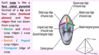 Triangular Cusp Ridge Introduction part 2 | PPTX