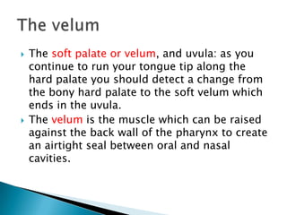  The soft palate or velum, and uvula: as you
continue to run your tongue tip along the
hard palate you should detect a change from
the bony hard palate to the soft velum which
ends in the uvula.
 The velum is the muscle which can be raised
against the back wall of the pharynx to create
an airtight seal between oral and nasal
cavities.
 