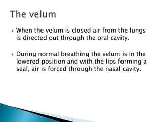  When the velum is closed air from the lungs
is directed out through the oral cavity.
 During normal breathing the velum is in the
lowered position and with the lips forming a
seal, air is forced through the nasal cavity.
 