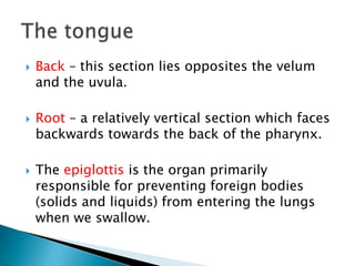  Back – this section lies opposites the velum
and the uvula.
 Root – a relatively vertical section which faces
backwards towards the back of the pharynx.
 The epiglottis is the organ primarily
responsible for preventing foreign bodies
(solids and liquids) from entering the lungs
when we swallow.
 