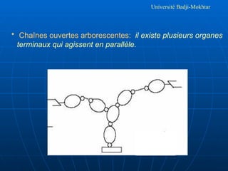 Université Badji-Mokhtar
• Chaînes ouvertes arborescentes: il existe plusieurs organes
terminaux qui agissent en parallèle.
 