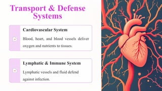 Transport & Defense
Systems
Cardiovascular System
Blood, heart, and blood vessels deliver
oxygen and nutrients to tissues.
Lymphatic & Immune System
Lymphatic vessels and fluid defend
against infection.
 